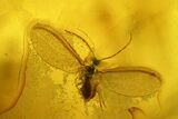 Fossil Springtail (Collembola) & Mite (Acari) in Baltic Amber #197717-1